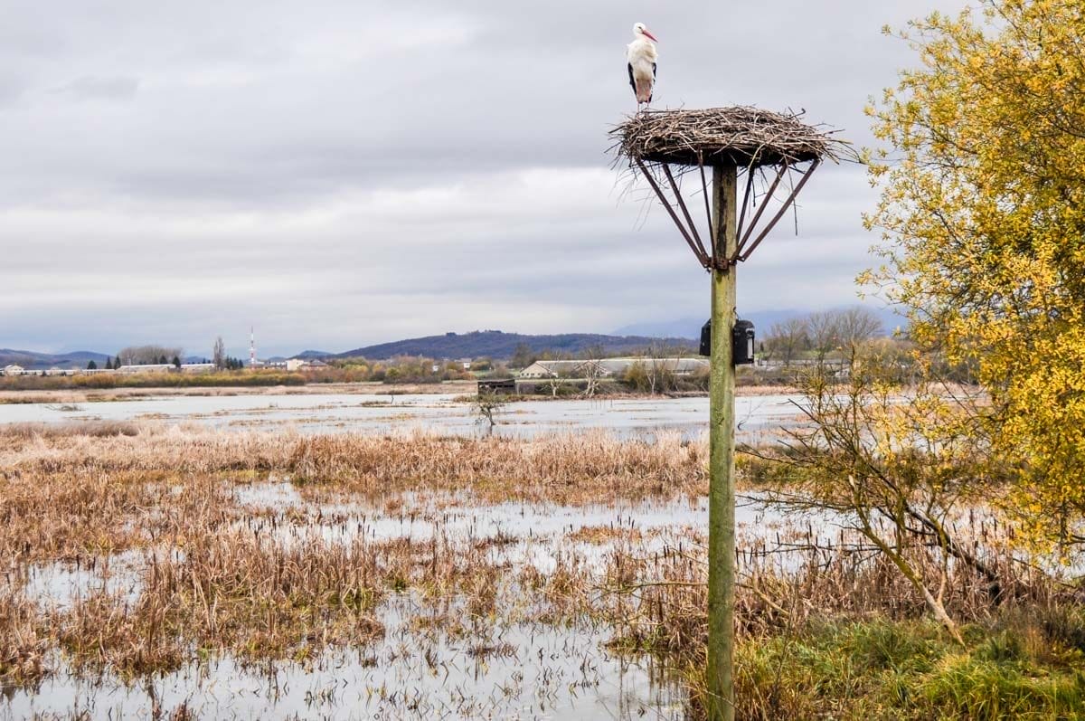 Humedal de Salburua, Vitoria, Álava, País Vasco | Que hacer en Vitoria Humedal de Salburua, Vitoria, Álava, País Vasco | Que hacer en Vitoria