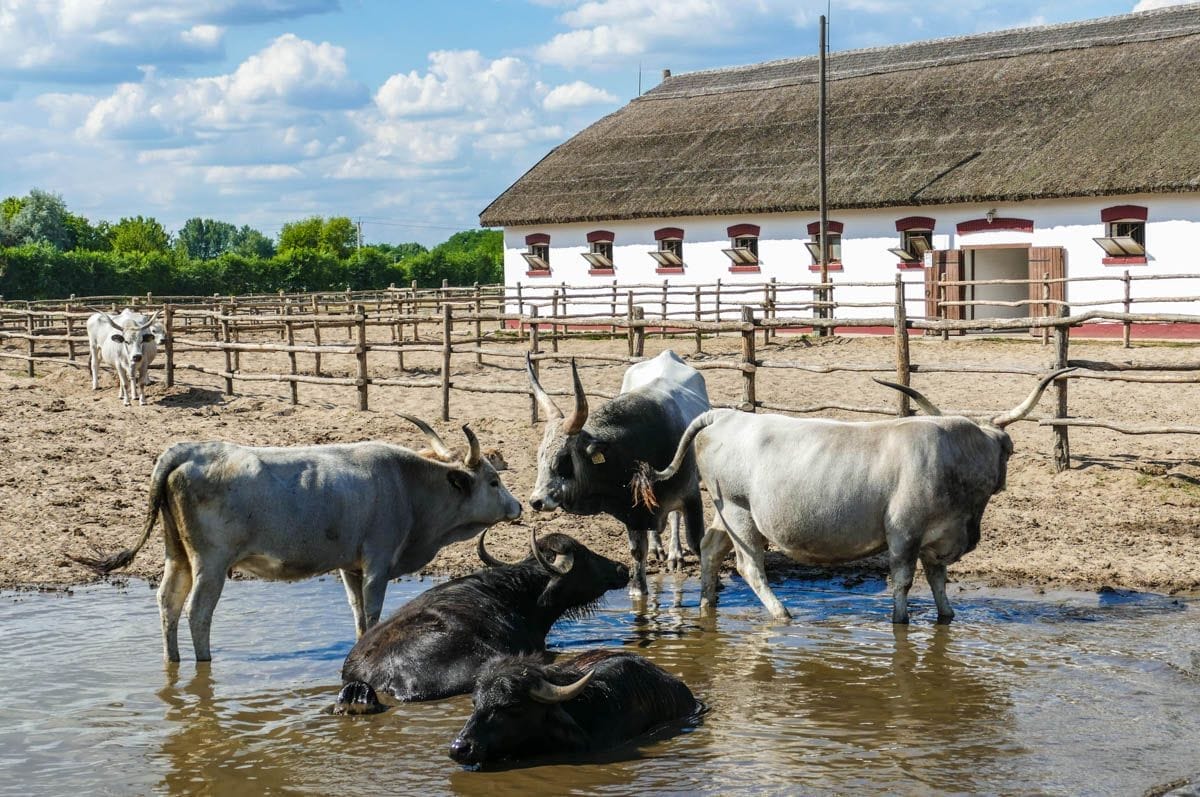 Gran Llanura "La Puszta", Hungría | Excursiones cerca de Budapest Gran Llanura "La Puszta", Hungría | Excursiones cerca de Budapest