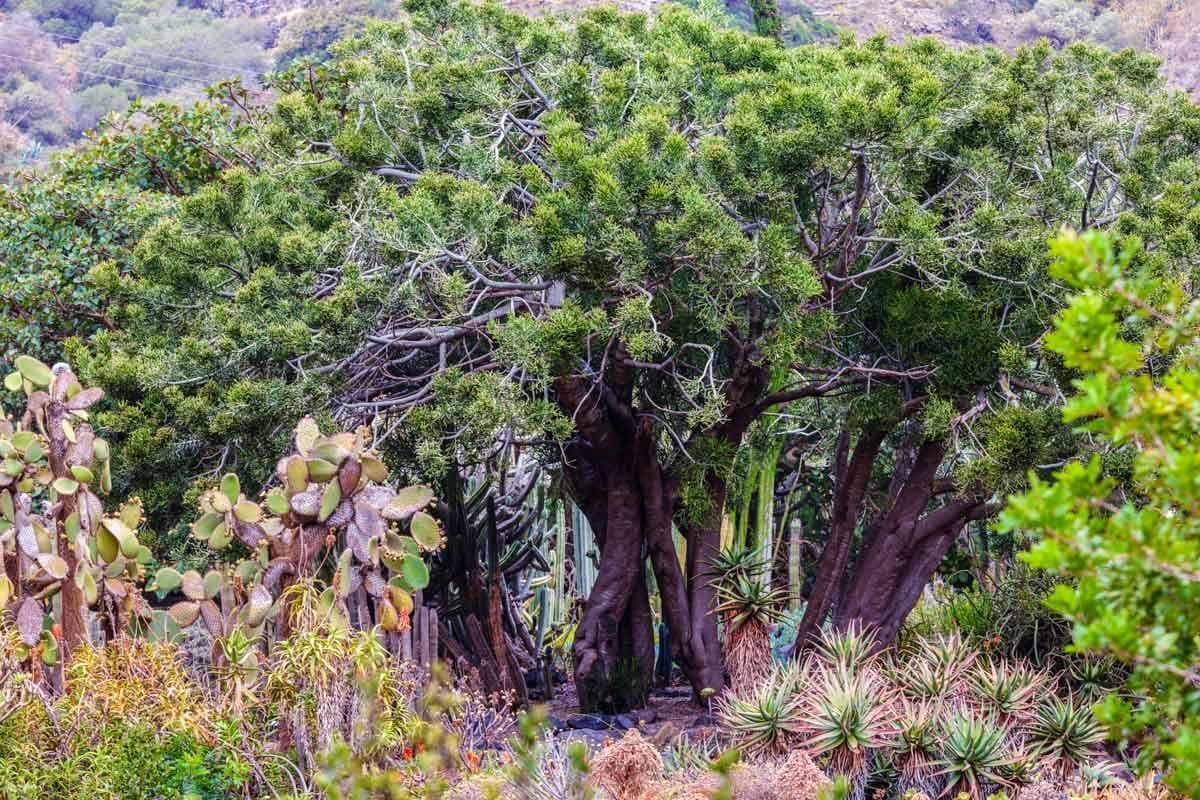 Jardín Canario, Las Palmas de Gran Canaria, Islas Canarias | Que hacer en Las Palmas de Gran Canaria Jardín Canario, Las Palmas de Gran Canaria, Islas Canarias | Que hacer en Las Palmas de Gran Canaria