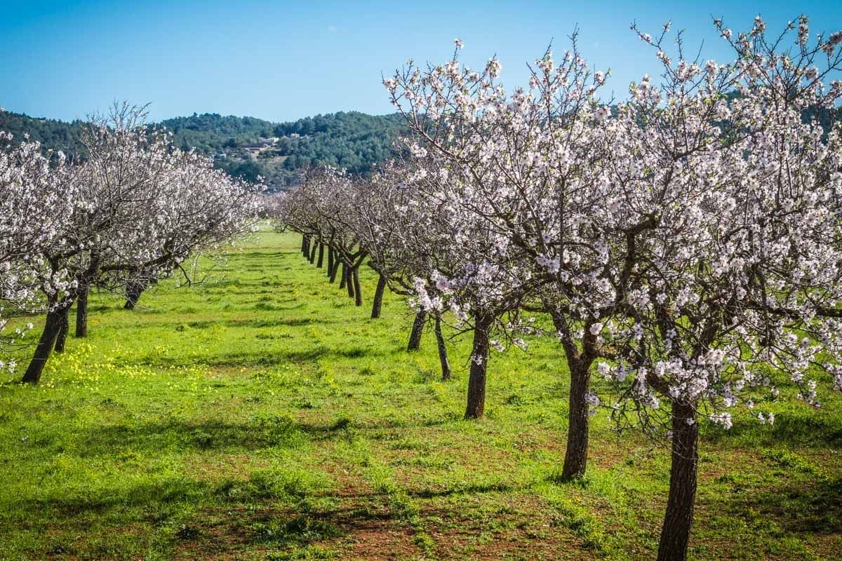 Almendros, Ibiza, Baleares | Que visitar en Ibiza Almendros, Ibiza, Baleares | Que visitar en Ibiza