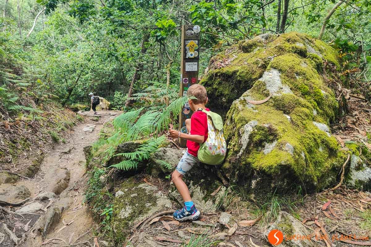 Bosque denso, Camino Santiago Portugués con niños Bosque denso, Camino Santiago Portugués con niños