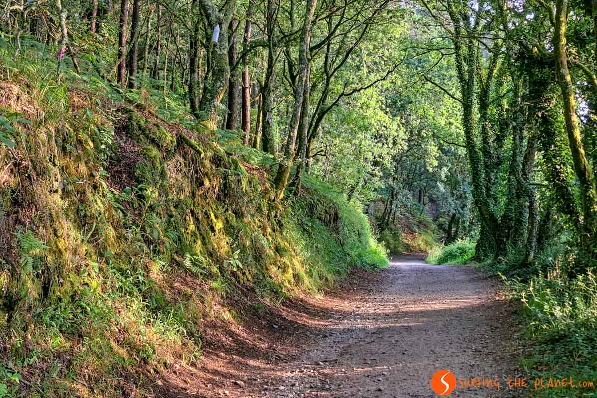 Bosque mágico, Camino Santiago Portugués con niños Bosque mágico, Camino Santiago Portugués con niños