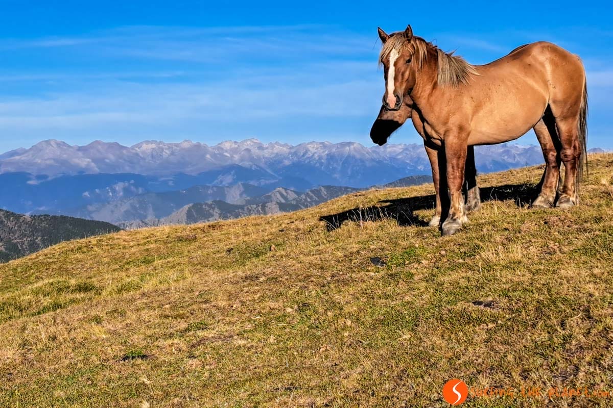 Vistas del Aneto, Etapa 5, Coronallacs, Andorra | Senderismo en los Pirineos Vistas del Aneto, Etapa 5, Coronallacs, Andorra | Senderismo en los Pirineos