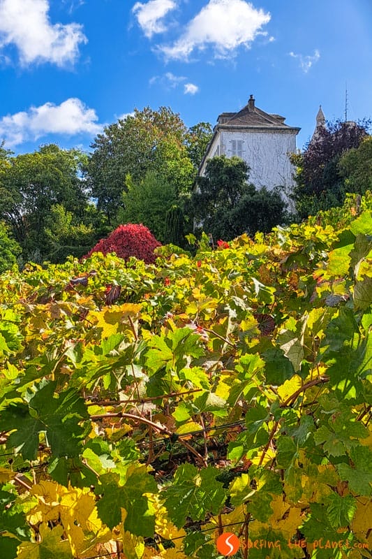 Viñedo, Montmartre, París | Que visitar en París en 3 días