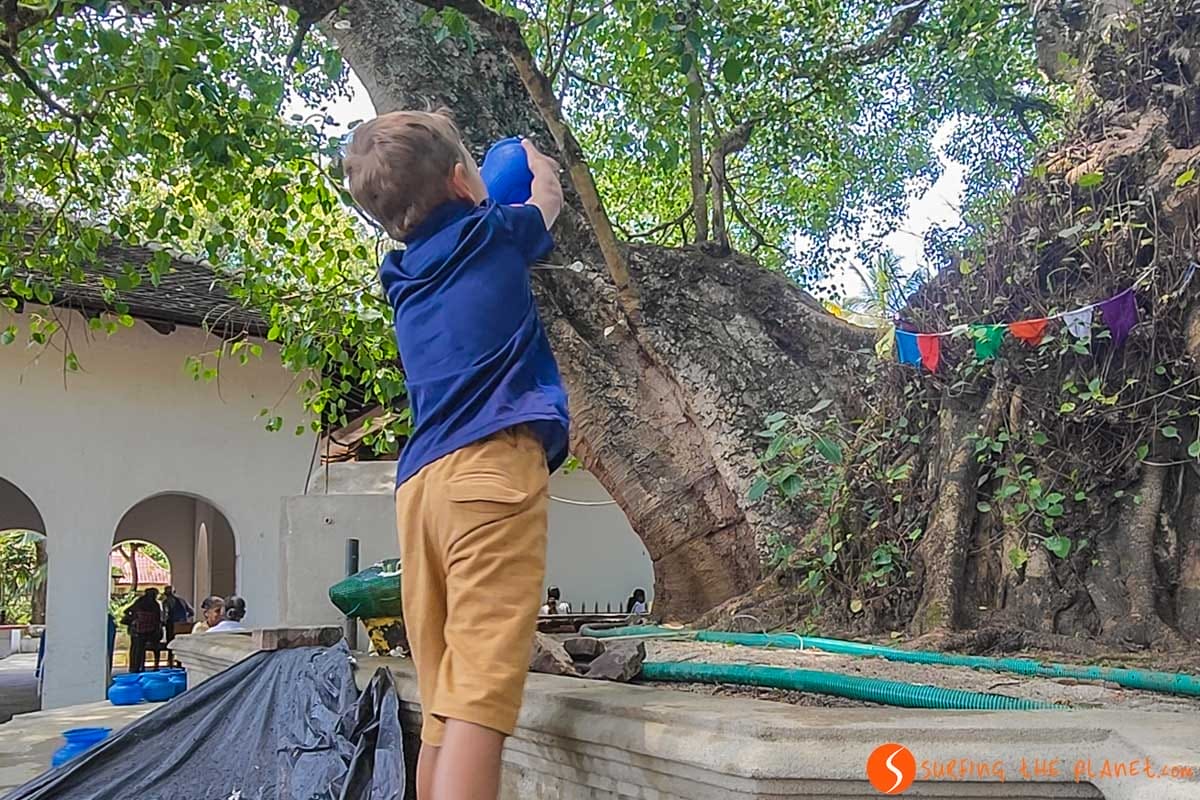 Árbol bodhi en un templo budista, Kandy, Sri Lanka