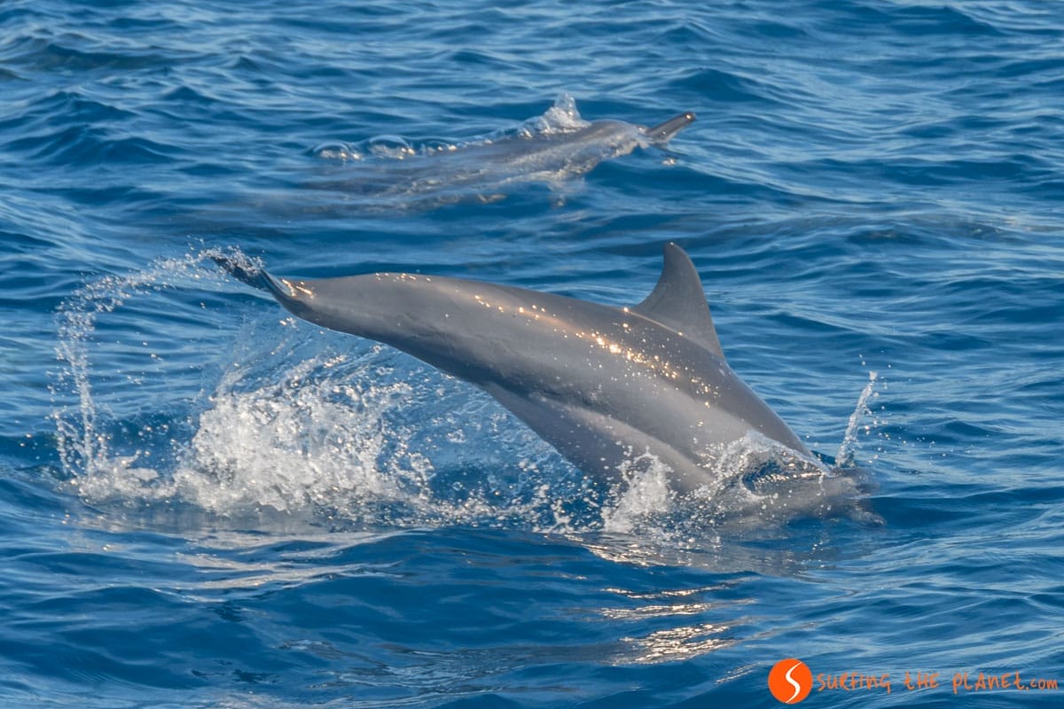 Delfines en Mirissa, Sri Lanka