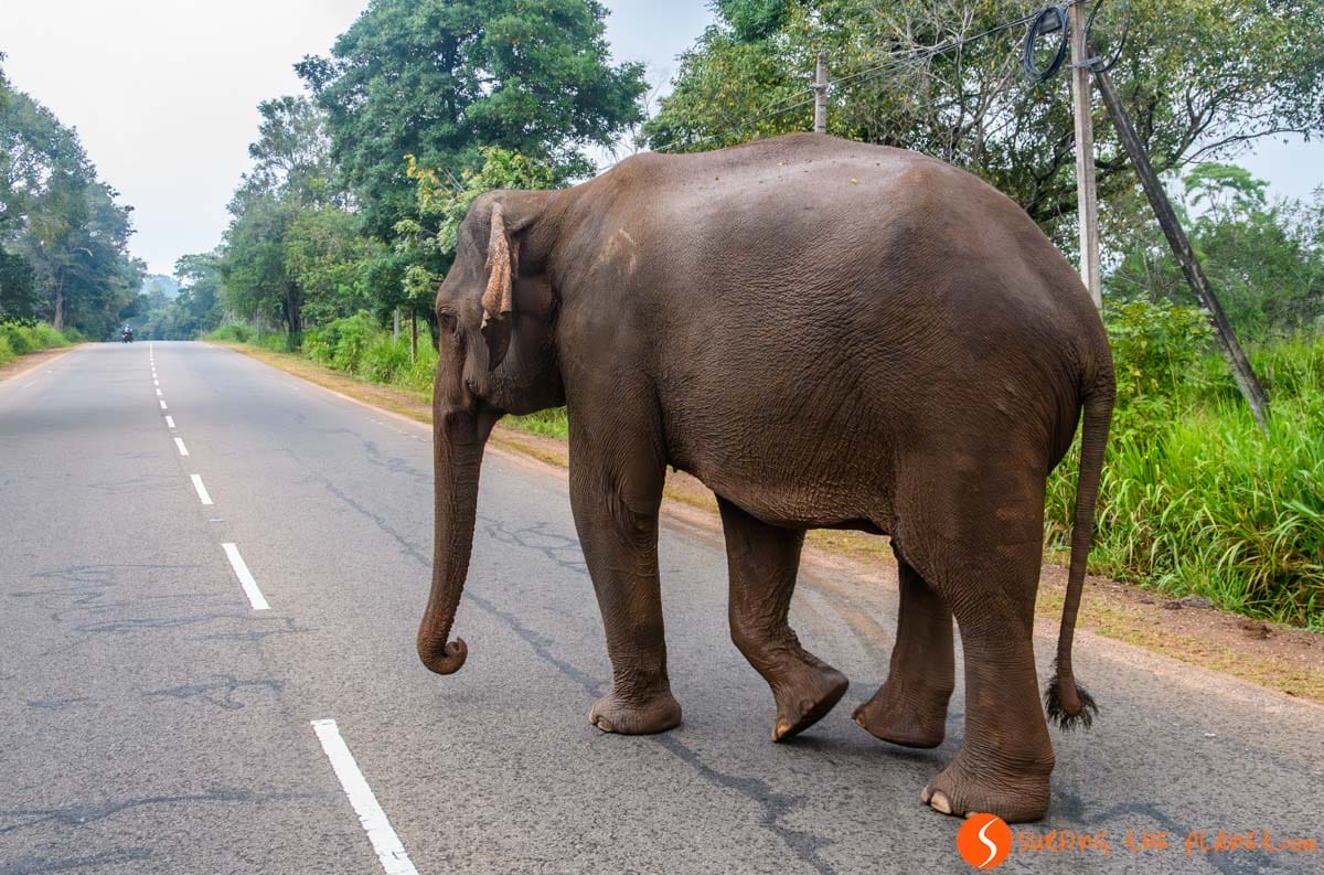 Elefante en la carretera, Sri Lanka
