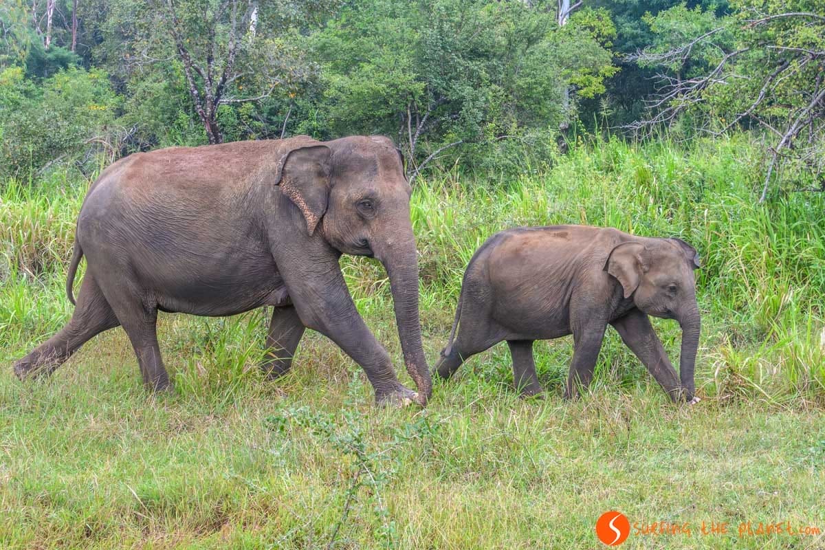 Elefantes en el Parque Ecológico de Hurulu, Sri Lanka