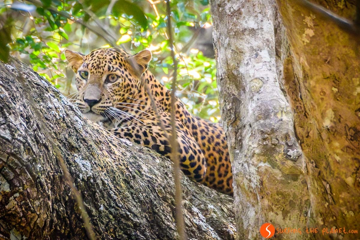 Leopardo, Parque Nacional de Wilpattu, Sri Lanka