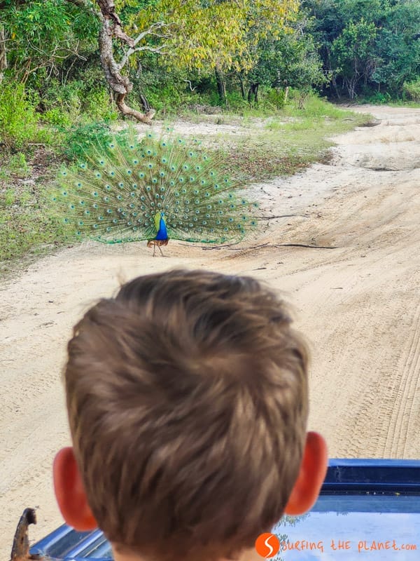 Pavo real, Parque Nacional Wilpattu, Sri Lanka