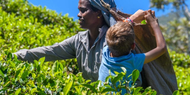Plantación de té, Nuwara Eliya, Sri Lanka
