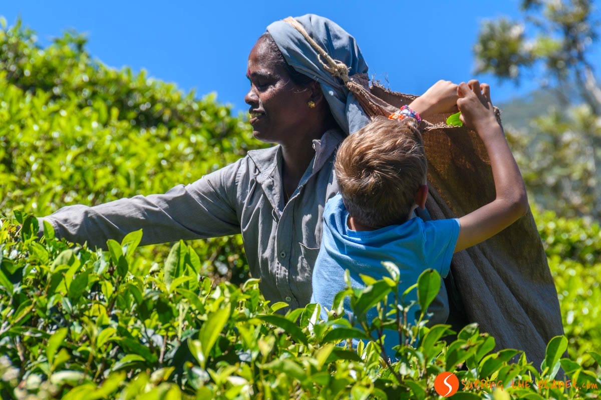 Plantación de té, Nuwara Eliya, Sri Lanka
