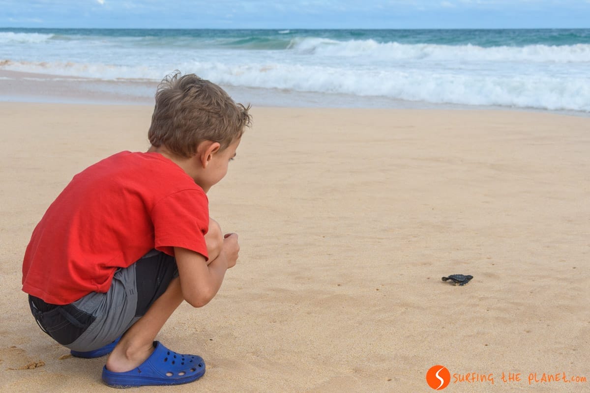 Tortuga, Playa de Koggala, Sri Lanka