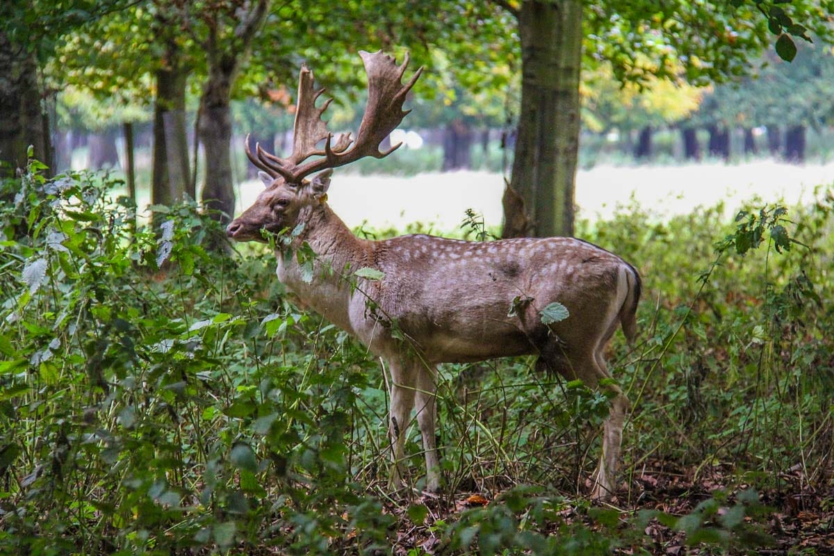 Ciervo, Phoenix Park, Dublín | Que hacer en Dublín en 3 días Ciervo, Phoenix Park, Dublín | Que hacer en Dublín en 3 días