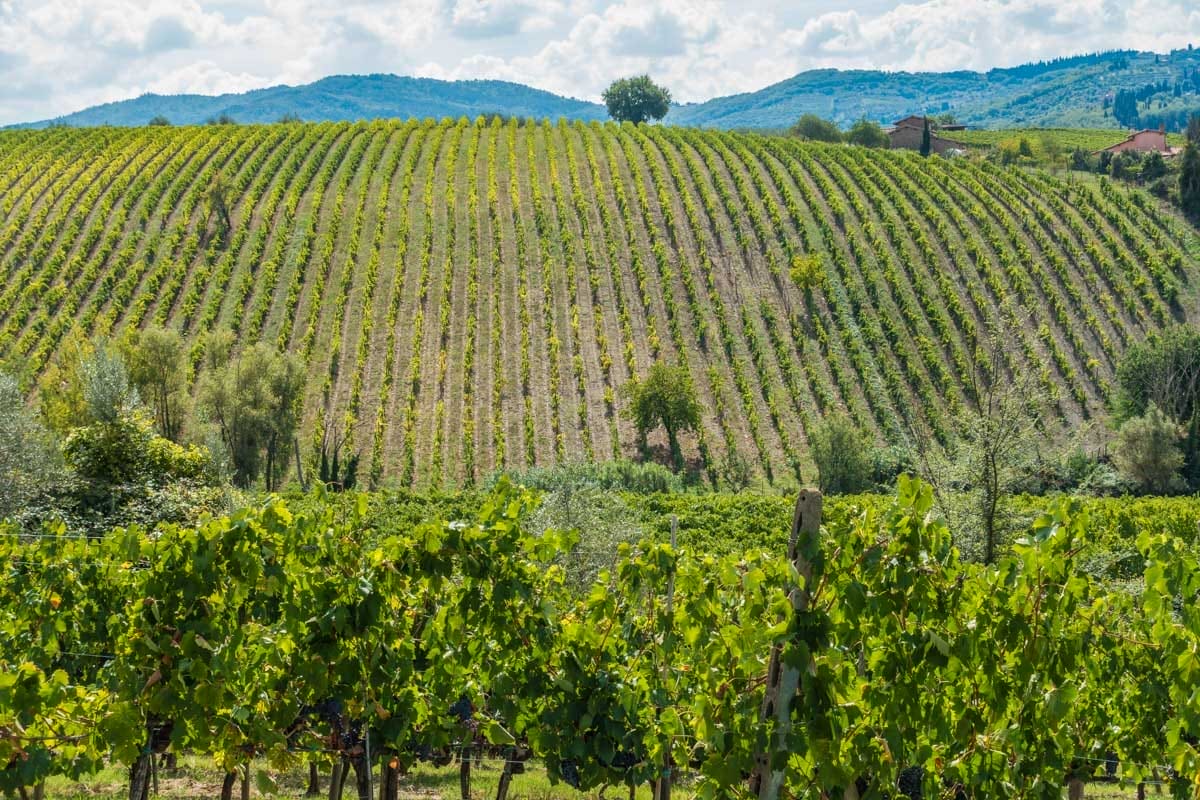 Viñedos de Chianti, Toscana | Que hacer en Florencia en 3 días Viñedos de Chianti, Toscana | Que hacer en Florencia en 2 días