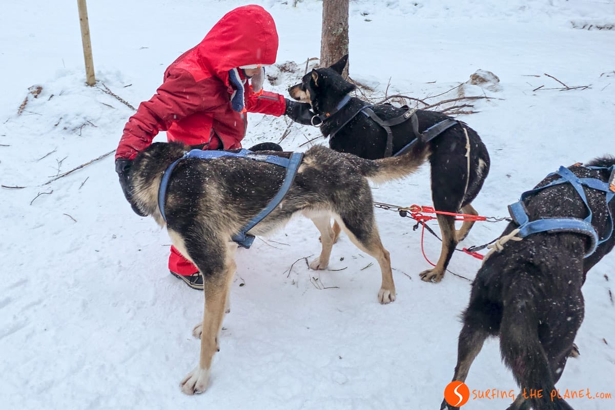 Granja de huskies, Rovaniemi, Laponia | Que visitar en Laponia Granja de huskies, Rovaniemi, Laponia | Que visitar en Laponia