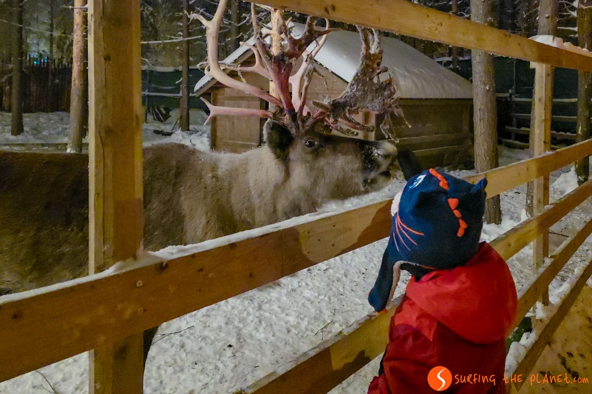 Renos, Santa's Pets, Laponia | Que ver en Laponia Renos, Santa's Pets, Laponia | Que ver en Laponia